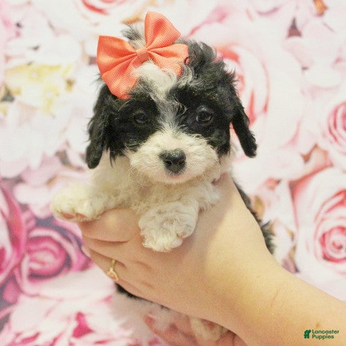 Cavapoo dogs Daisy - Ad 2