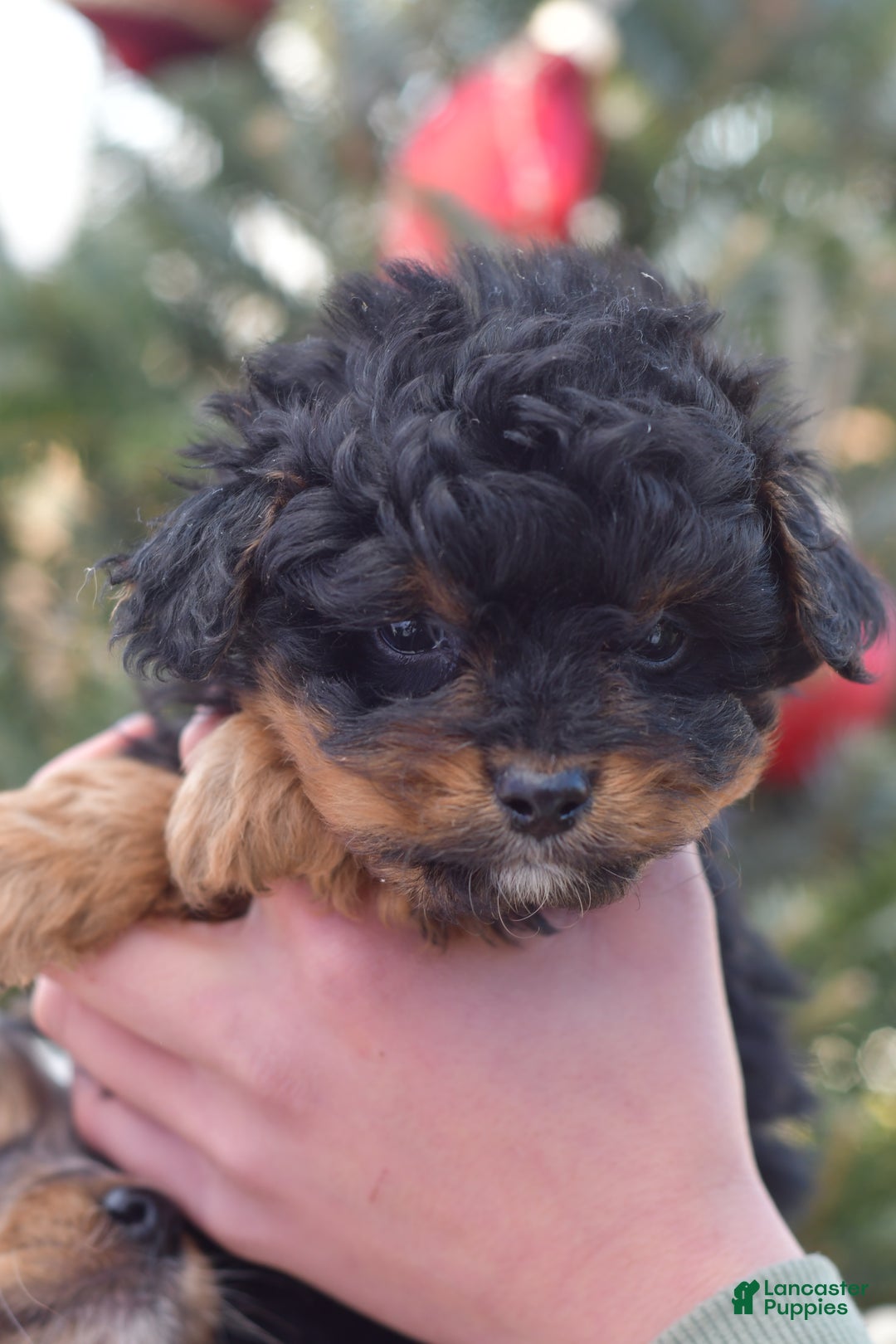 Mini Aussiedoodle dogs for sale: Grizzly - Ad 31