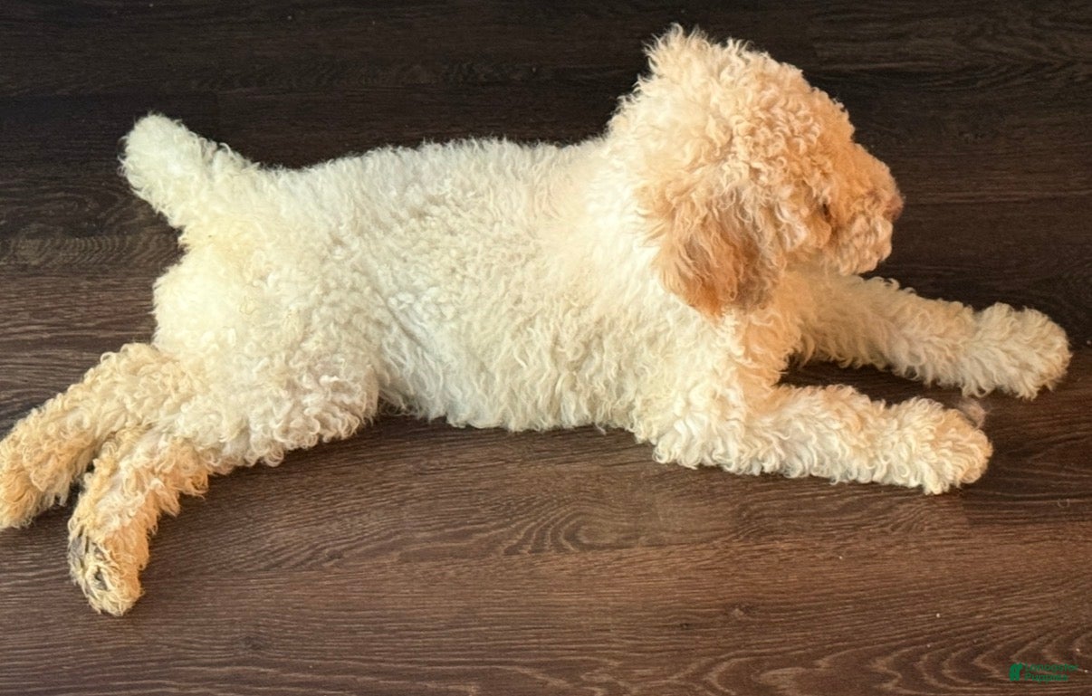 Standard Poodle dogs Standard Poodle 2 - Ad 1