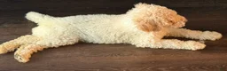 Standard Poodle dogs for sale: Standard Poodle 2 - Ad 1