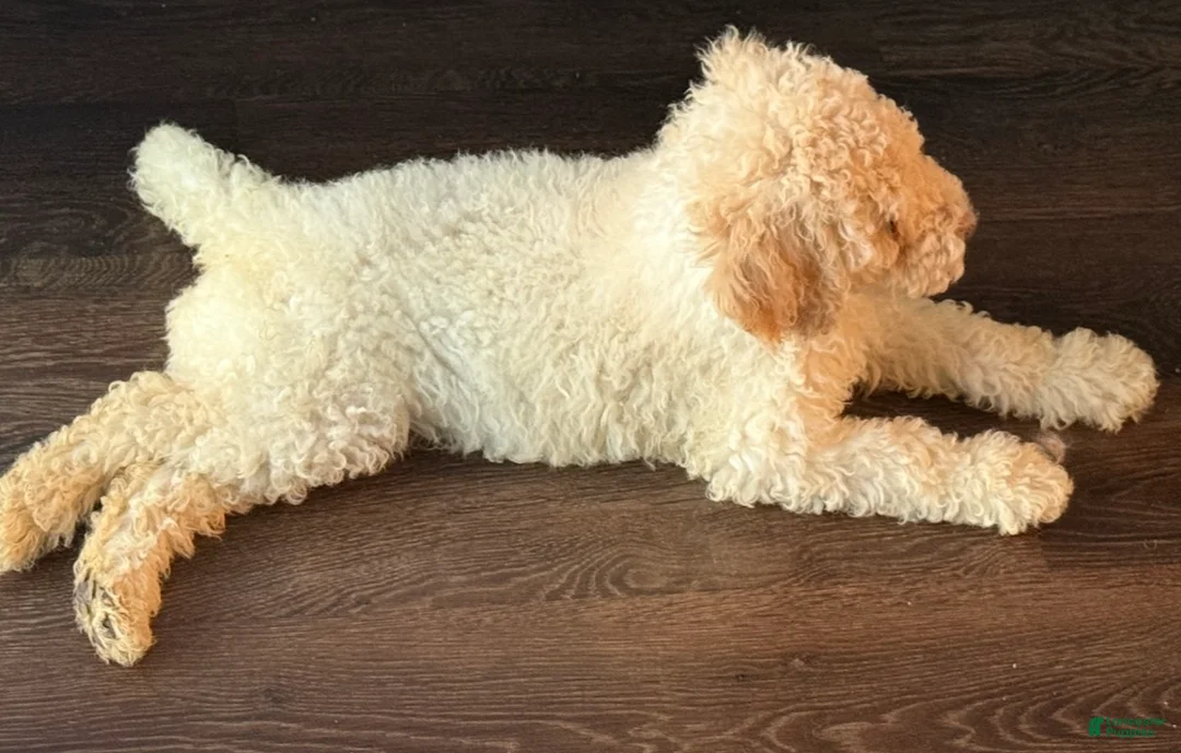 Standard Poodle dogs for sale: Standard Poodle 2 - Ad 1