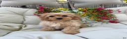 Cavapoo dogs for sale: Belle - Ad 3