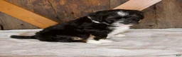 Mini Bernedoodle dogs for sale: Bandit - Ad 3
