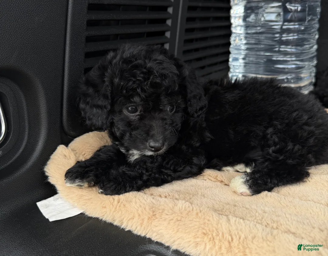 Toy Poodle dogs for sale: Toy Poodle 7 - Ad 2