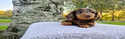 Miniature Dachshund dogs for sale: Remy  - Ad 26