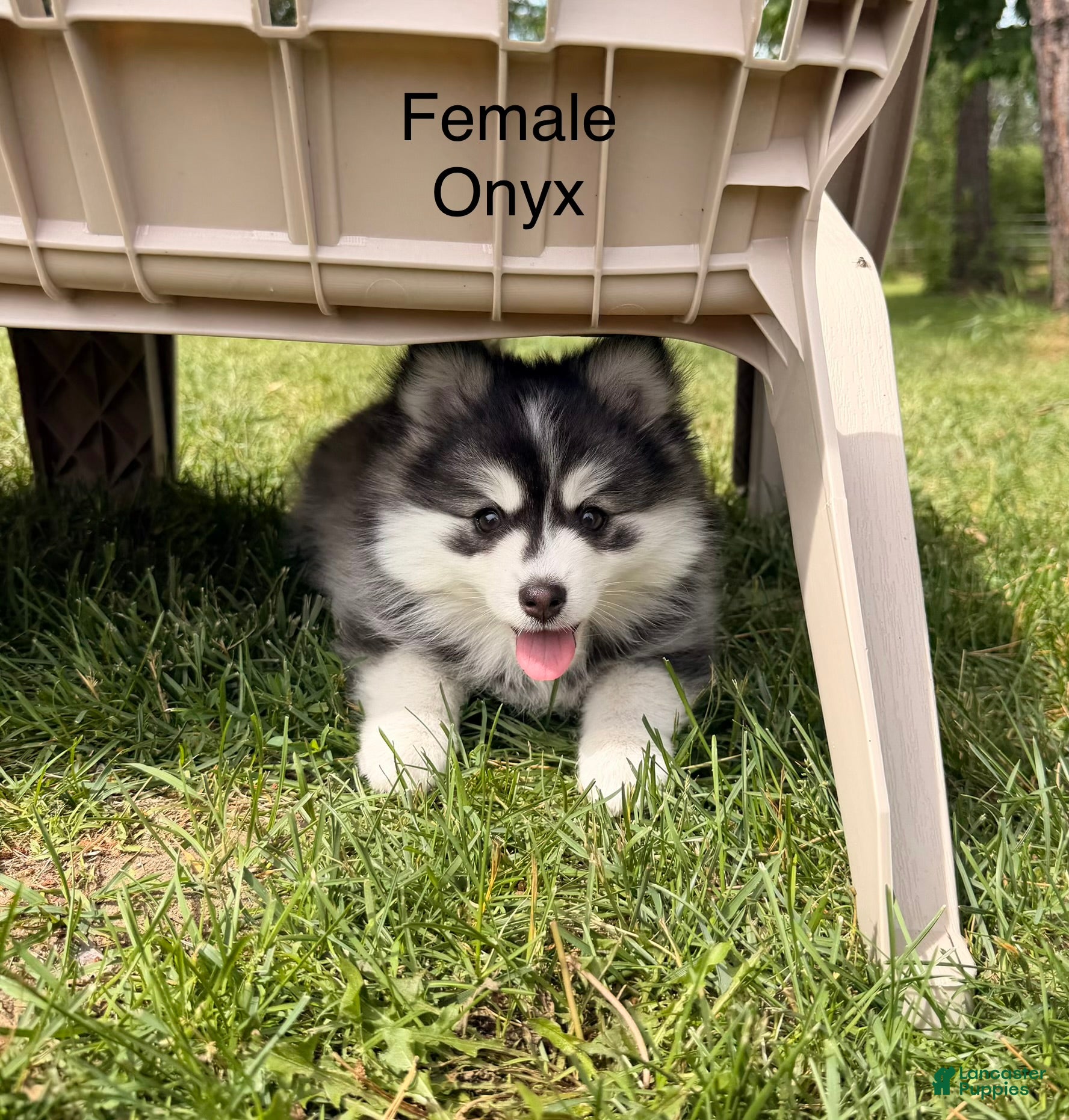 Pomsky dogs Onyx - Ad 2