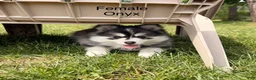 Pomsky dogs for sale: Onyx - Ad 2