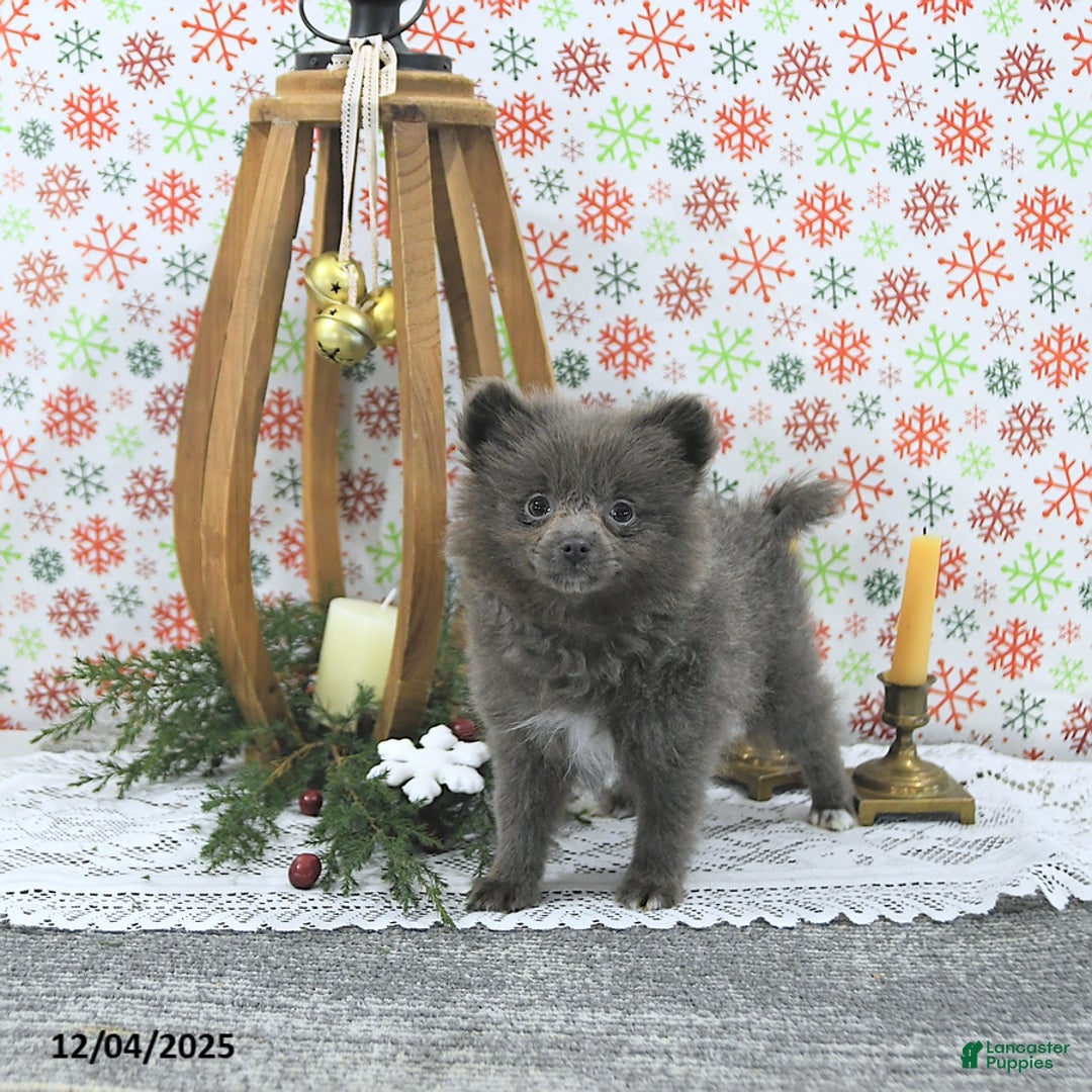Pomeranian dogs for sale: Luci - Ad 5