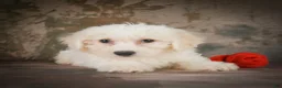Bichon Frise dogs for sale: Bichon Frise 2 - Ad 7
