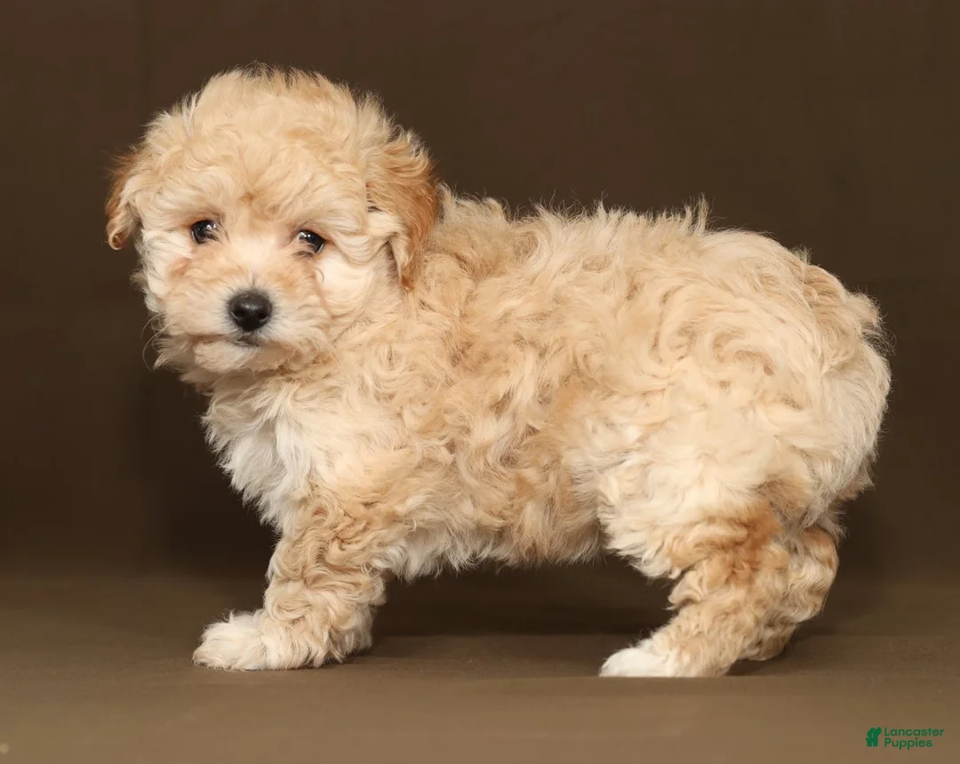 Bichpoo dogs for sale: Bailey - Ad 5
