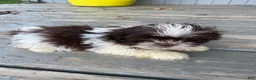 Shih Tzu dogs for sale: Tiffany - Ad 7