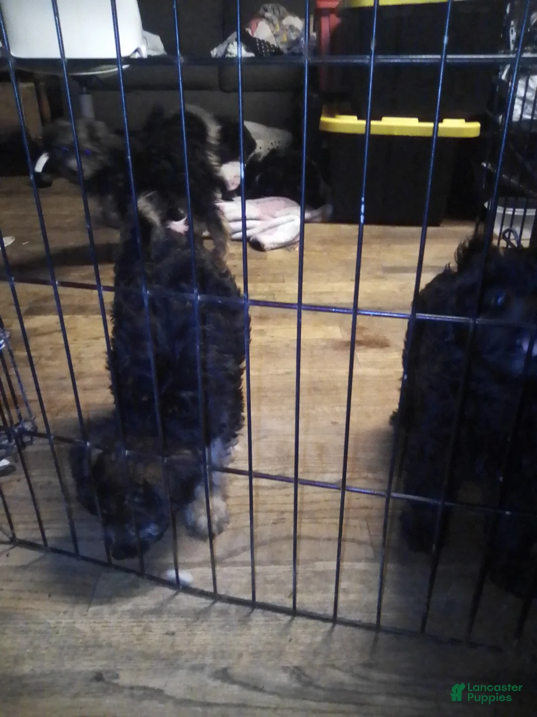 Mini Aussiedoodle dogs for sale: Mini Aussiedoodle Puppy 3 - Ad 14