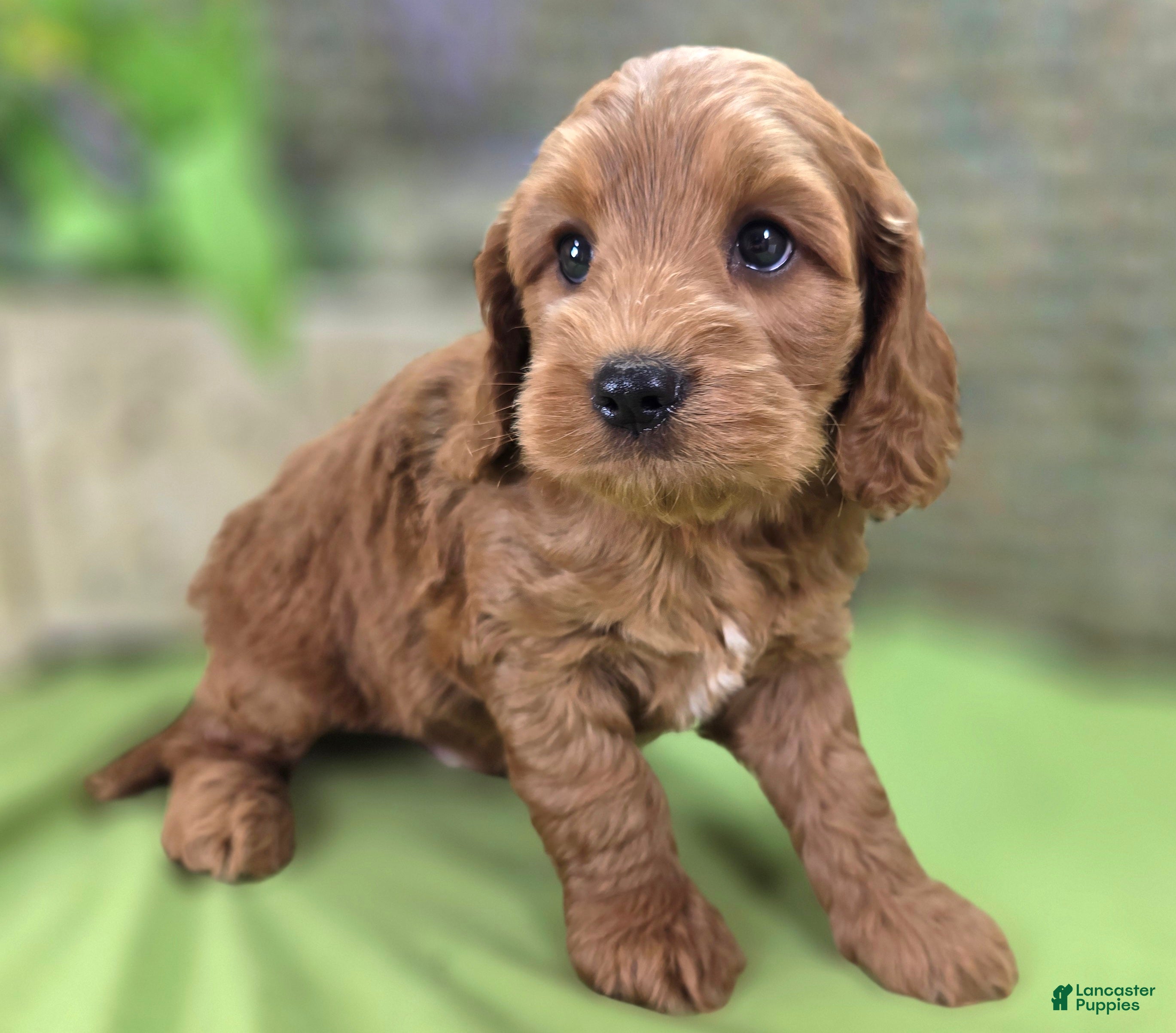 Cockapoo dogs Cerulean - Ad 17