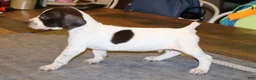 German Shorthaired Pointer dogs for sale: Rhett - Ad 5