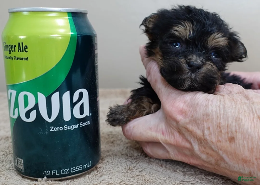 Maltipoo dogs for sale: Aurora - Ad 10