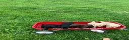 Labrador Retriever dogs for sale: Victory - Ad 12