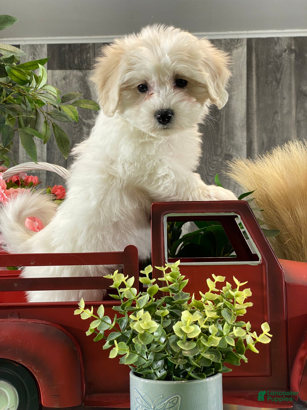 Mixed Breed dogs for sale: Alice - Ad 5