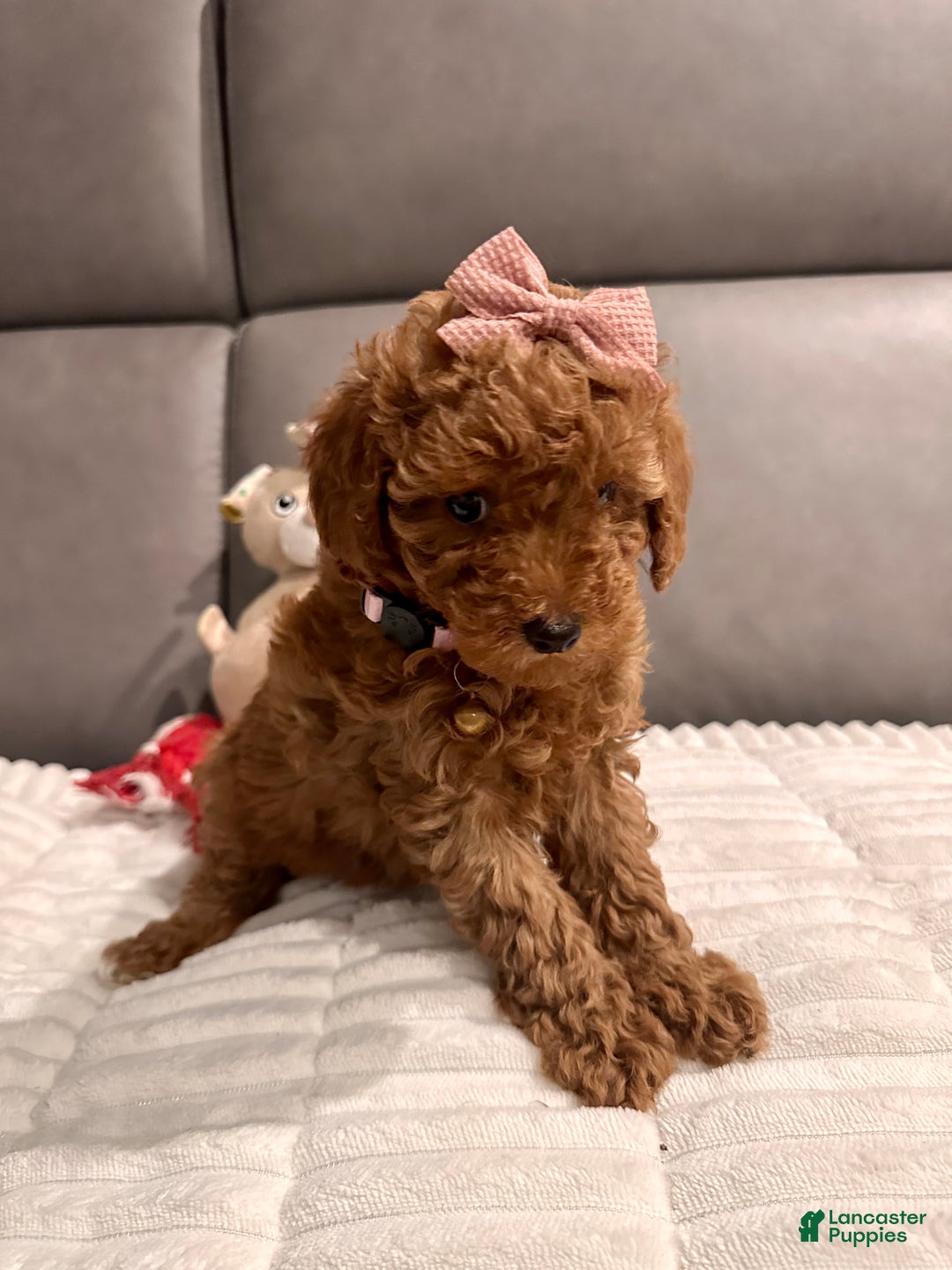 Toy Poodle dogs for sale: Ginger- AKC GENETIC TESTED - Ad 12