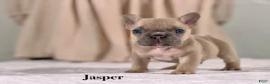 Jasper