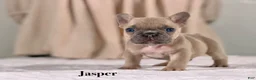 French Bulldog dogs for sale: Jasper - Ad 1