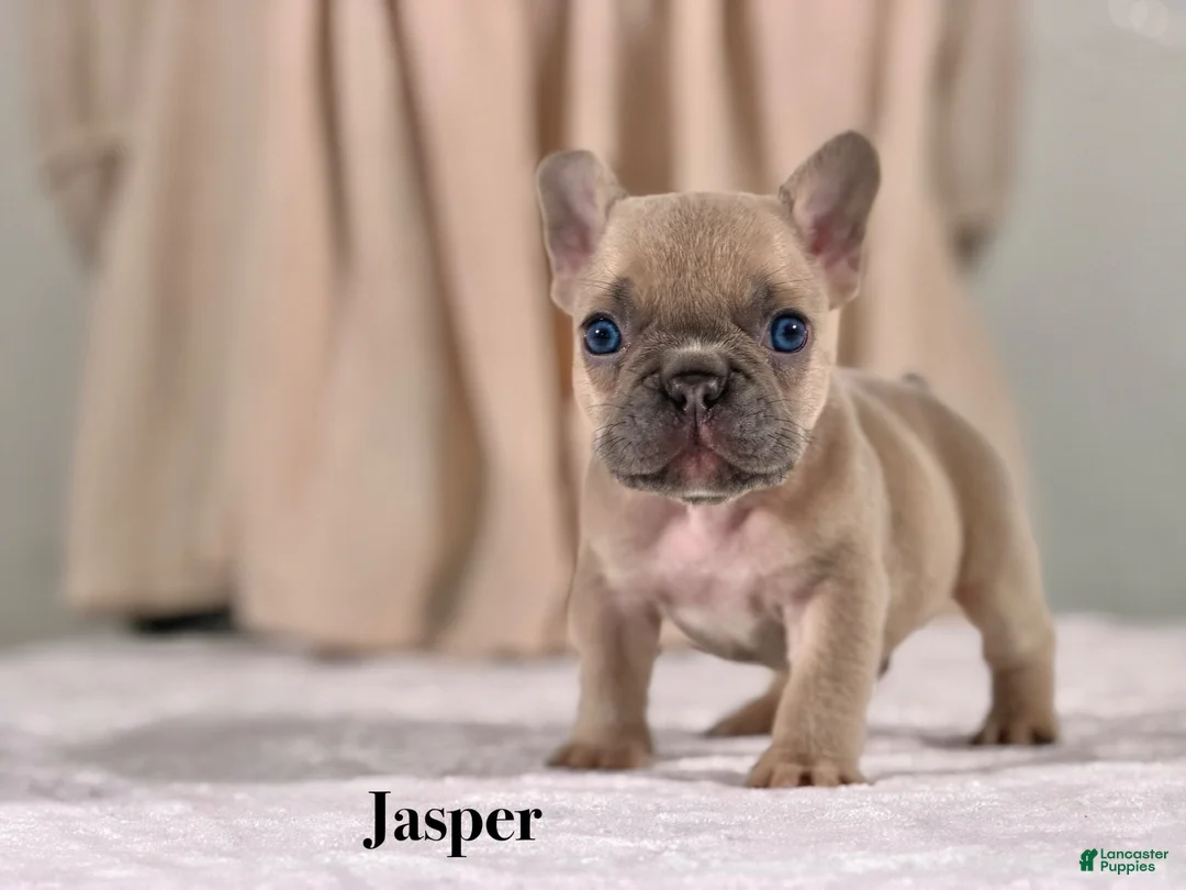 French Bulldog dogs for sale: Jasper - Ad 1