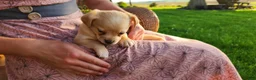 Chihuahua dogs for sale: Tyrell - Ad 2