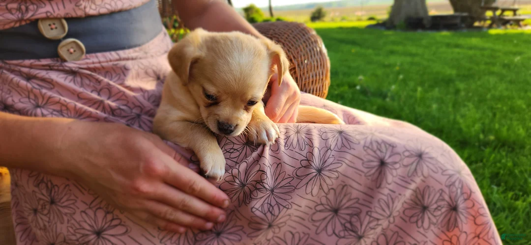 Chihuahua dogs for sale: Tyrell - Ad 2