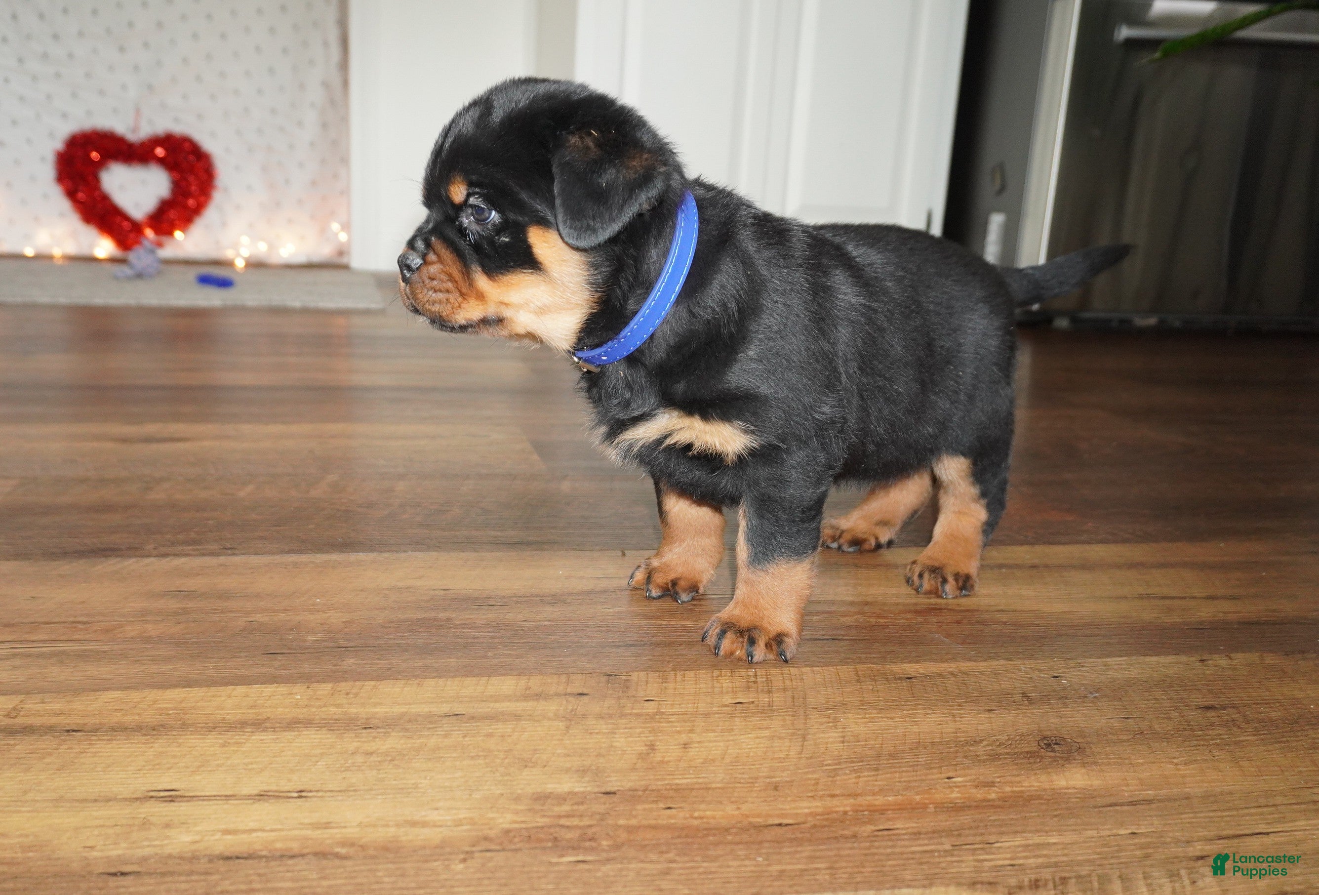 Rottweiler dogs Bear - Ad 2
