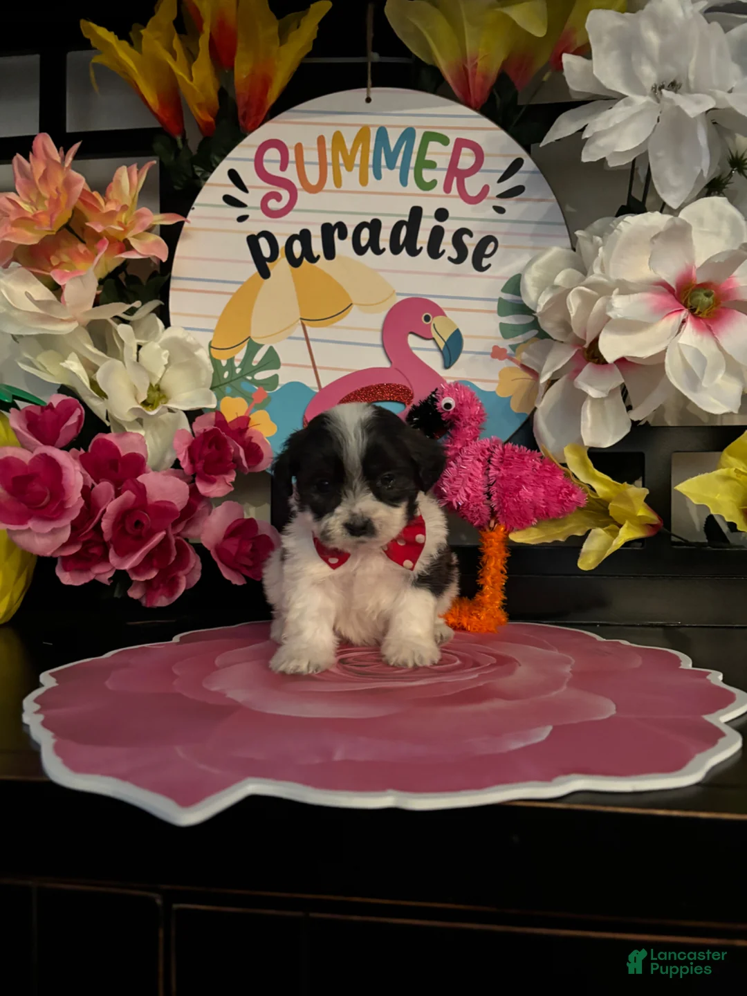 Shihpoo dogs for sale: Shih Tzu Puppy 5 - Ad 2