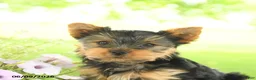 Yorkshire Terrier dogs for sale: Chocolate - Ad 5
