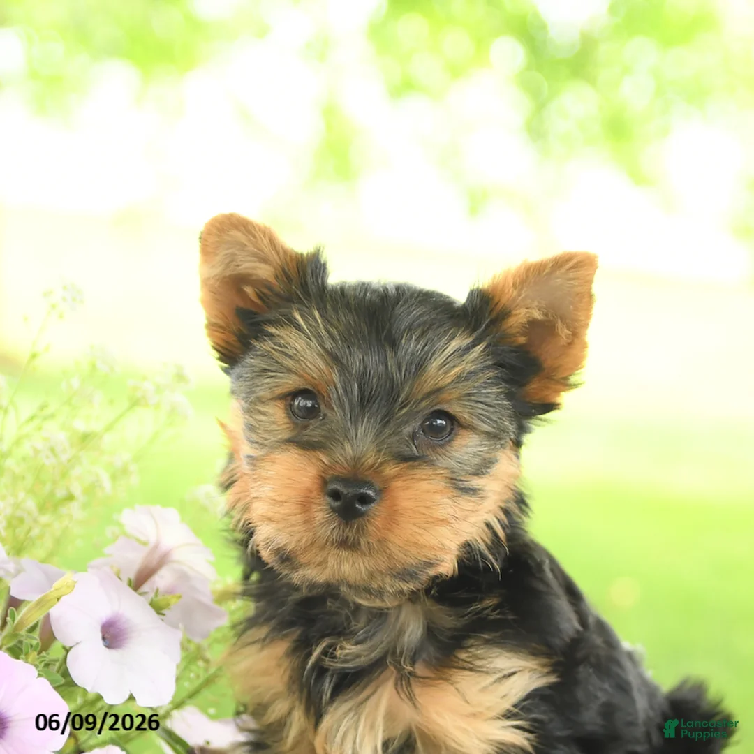 Yorkshire Terrier dogs for sale: Chocolate - Ad 5