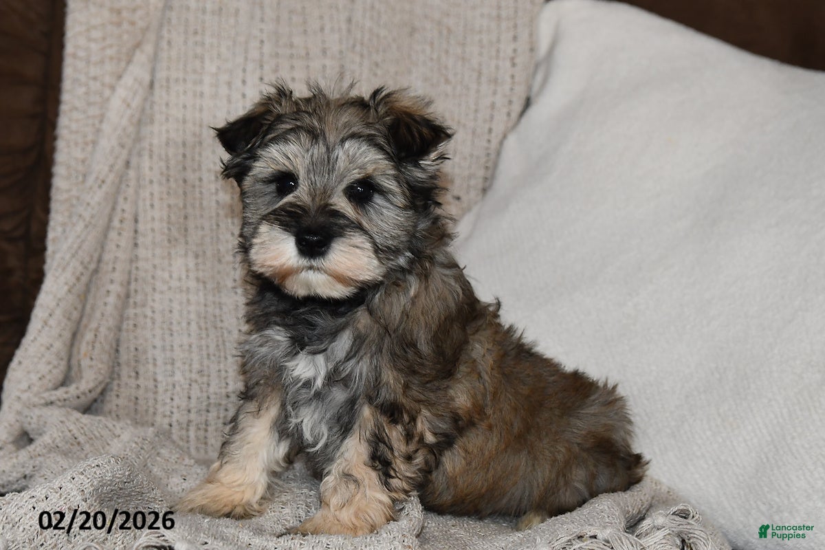Miniature Schnauzer dogs Rover - Ad 1