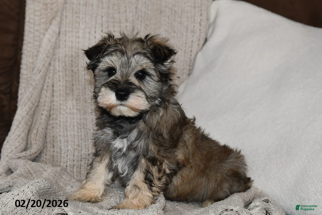 Miniature Schnauzer dogs for sale: Rover - Ad 1