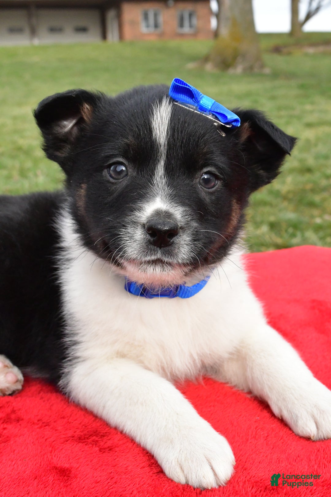 Mixed Breed dogs for sale: Mason - Ad 2