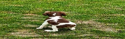 Brittany Spaniel dogs for sale: Theo - Ad 7