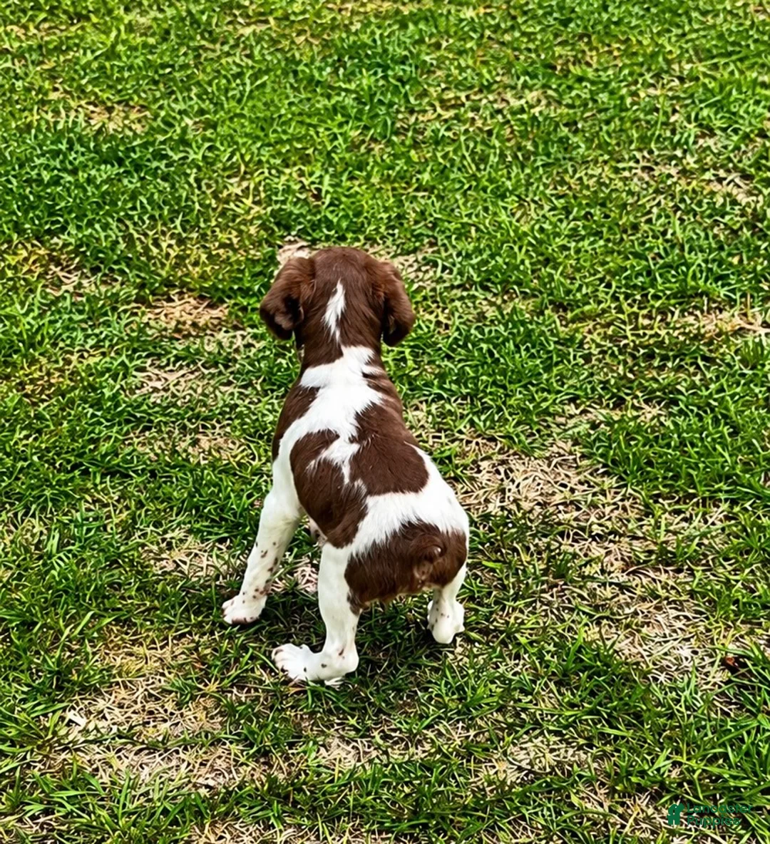 Brittany Spaniel dogs for sale: Theo - Ad 7