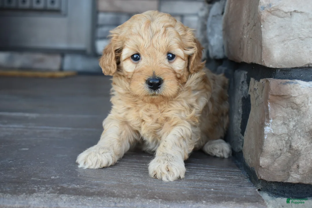 Mini Goldendoodle dogs for sale: Hazel - Ad 1