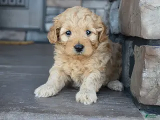 Mini Goldendoodle dogs for sale: Hazel - Ad 1