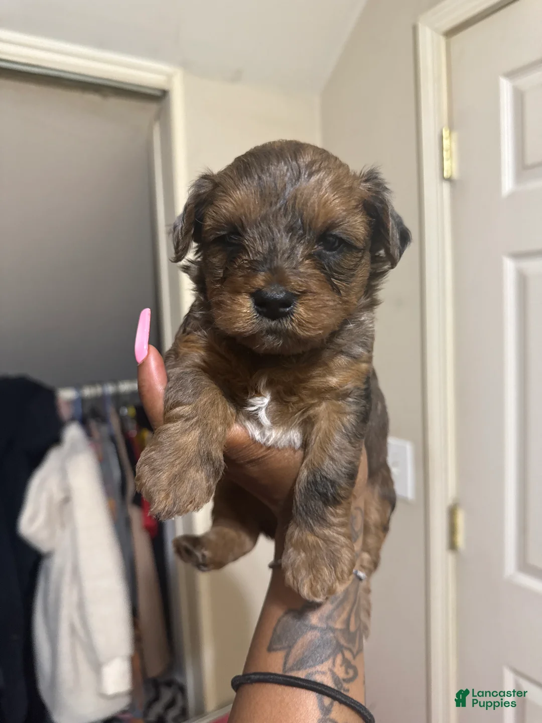 Mixed Breed dogs for sale: Ezra - Ad 1