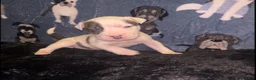 American Bully dogs for sale: Girl 🩷 •Pocket Bully• - Ad 2