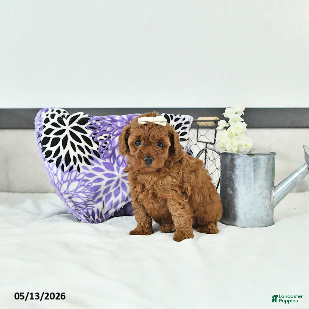 Toy Poodle dogs for sale: Holly     EXTRA SMALL - Ad 2