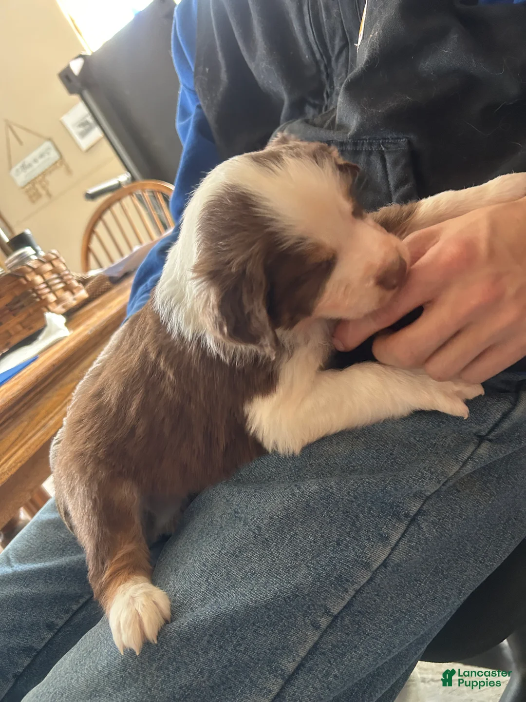 Australian Shepherd dogs for sale: Danny Boone - Ad 3
