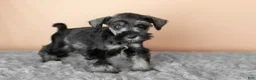 Miniature Schnauzer dogs for sale: Scarlett - Ad 3