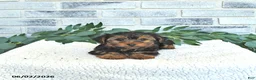 Yorkshire Terrier dogs for sale: Victor - Ad 5