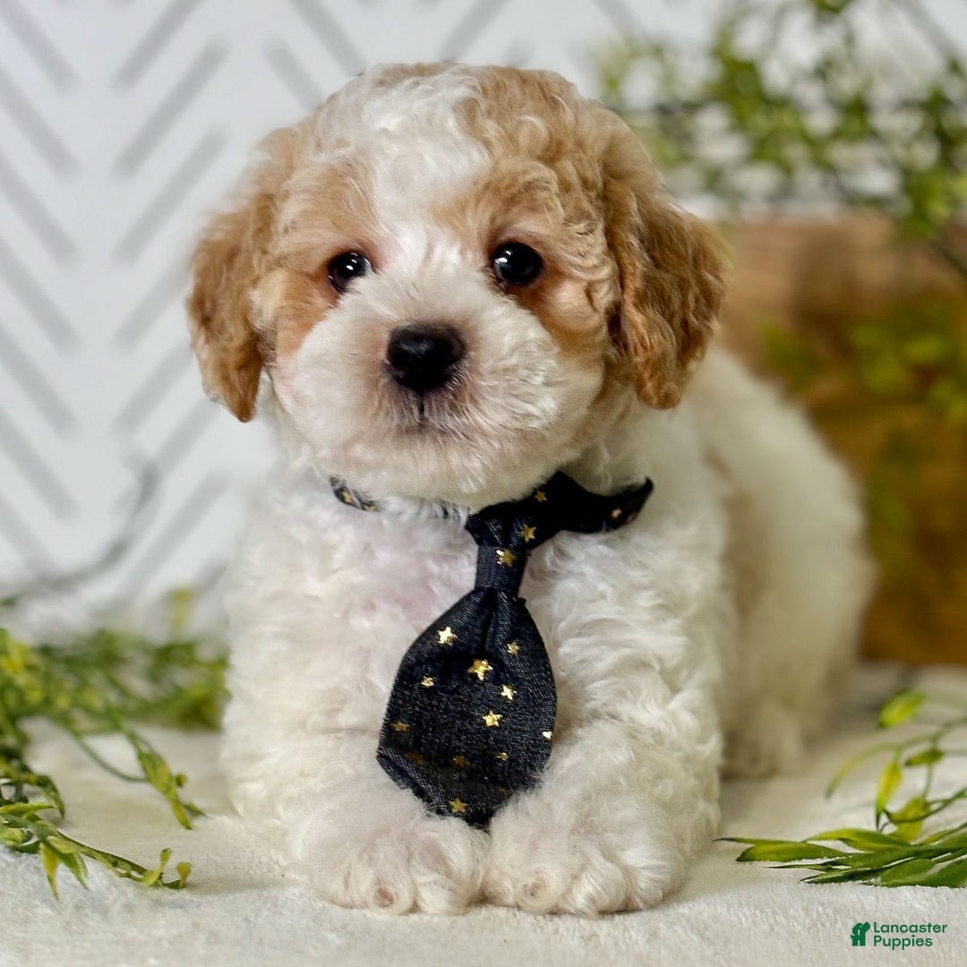 Toy Poodle dogs for sale: Frost - Ad 4