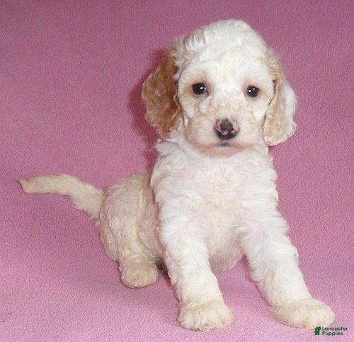 Cockapoo dogs Holly - Ad 1