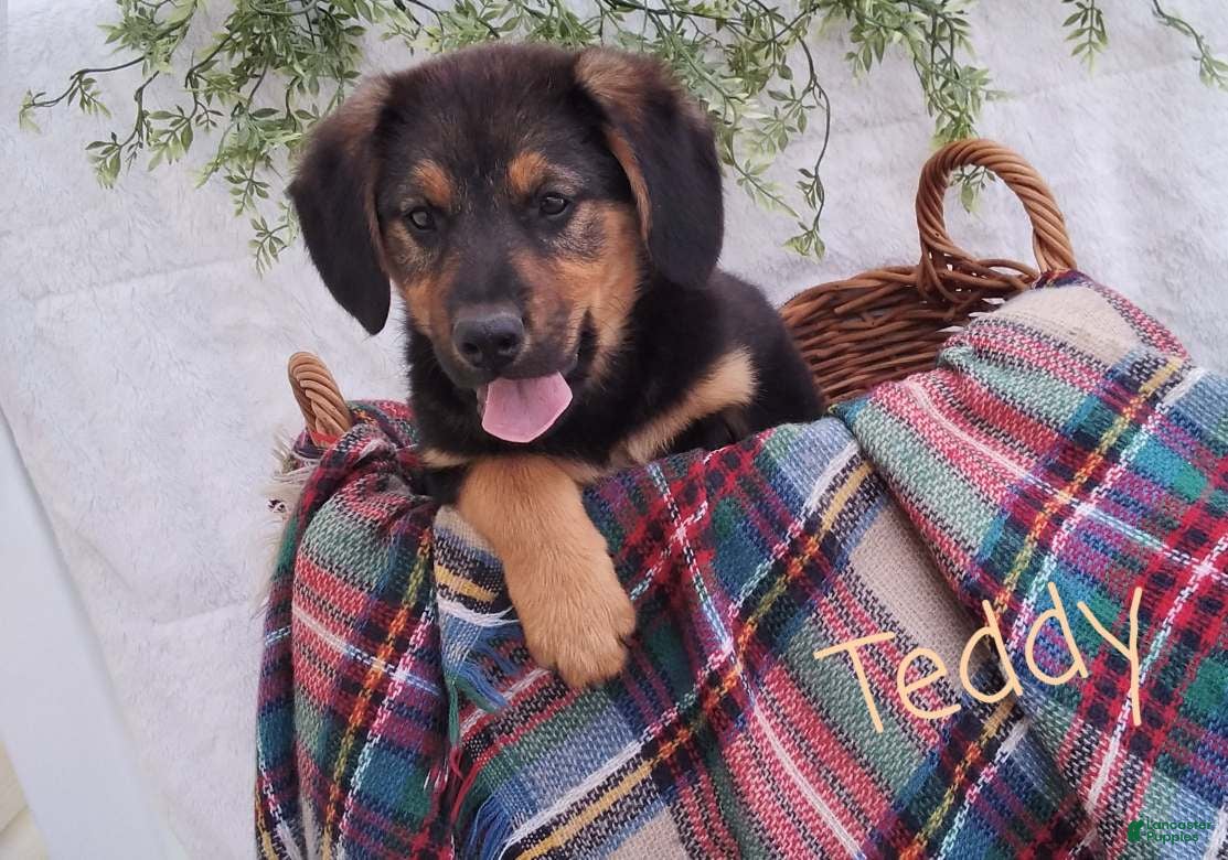 Mixed Breed dogs Teddy - Ad 1