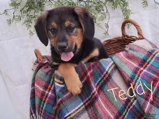 Mixed Breed dogs for sale: Teddy - Ad 4