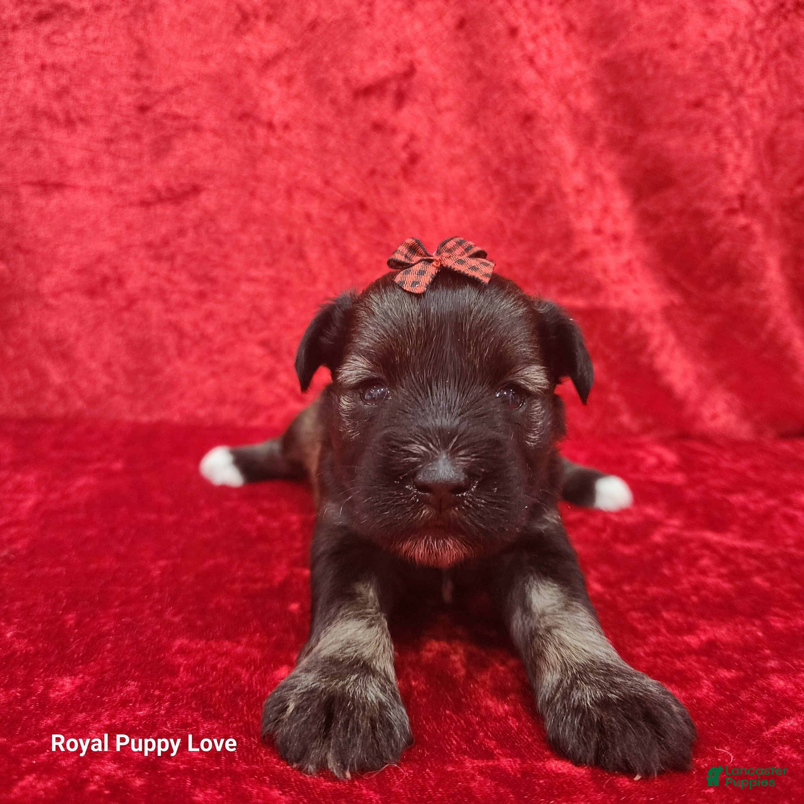 Miniature Schnauzer dogs Octavia - Ad 22