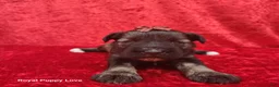 Miniature Schnauzer dogs for sale: Octavia - Ad 1